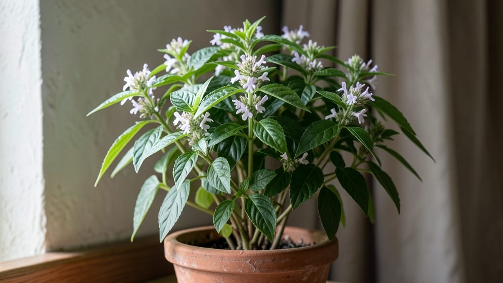 Is Holy Basil a Perennial: How Its Dieback Cycle Confirms Year-Round Survival in Cold Climates