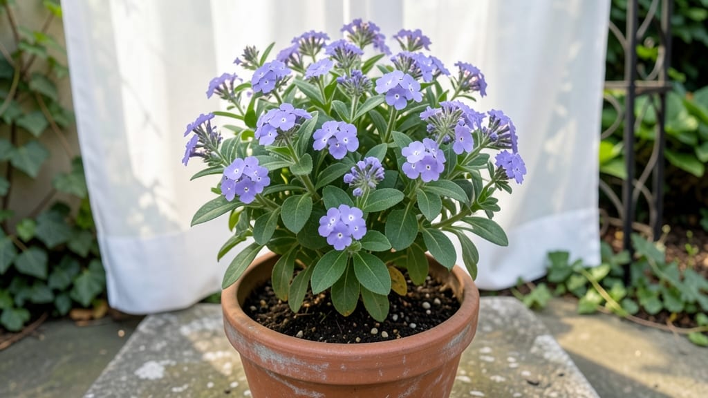 Is Heliotrope a Perennial: Cold-Climate Hardiness Zones and True Growth Cycle