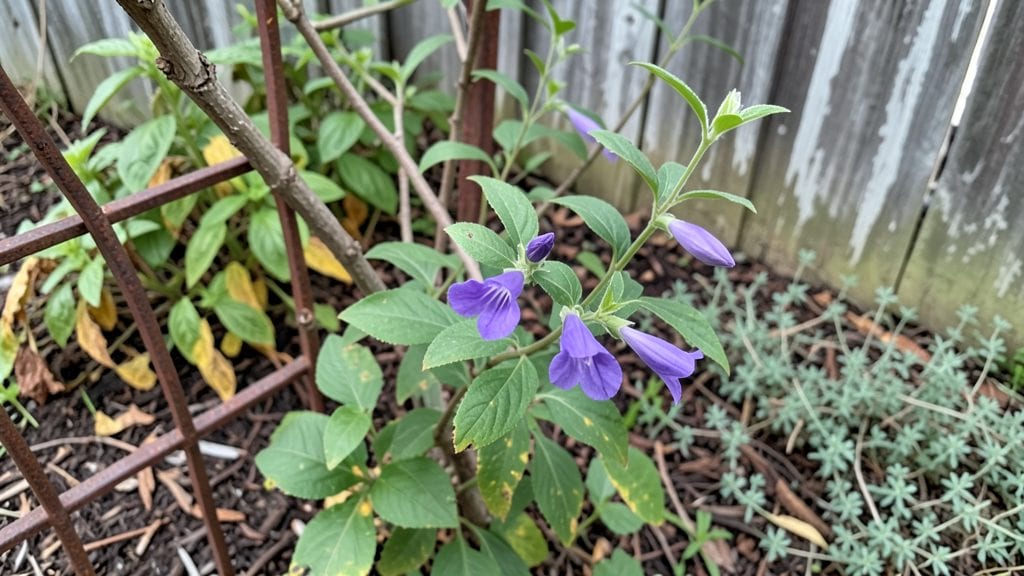Purple Perennial Honeysuckle: Cold-Hardy Varieties That Bloom Early